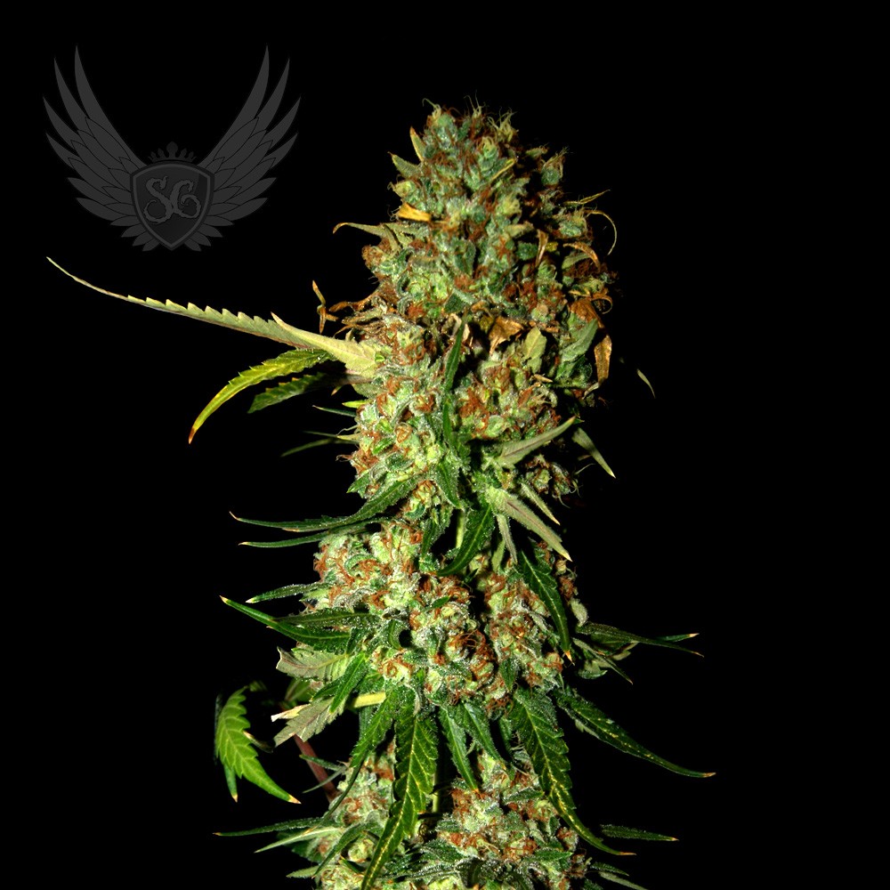 AK47 Regular