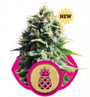 Pineapple Kush Feminized