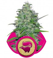 Skunk Feminized