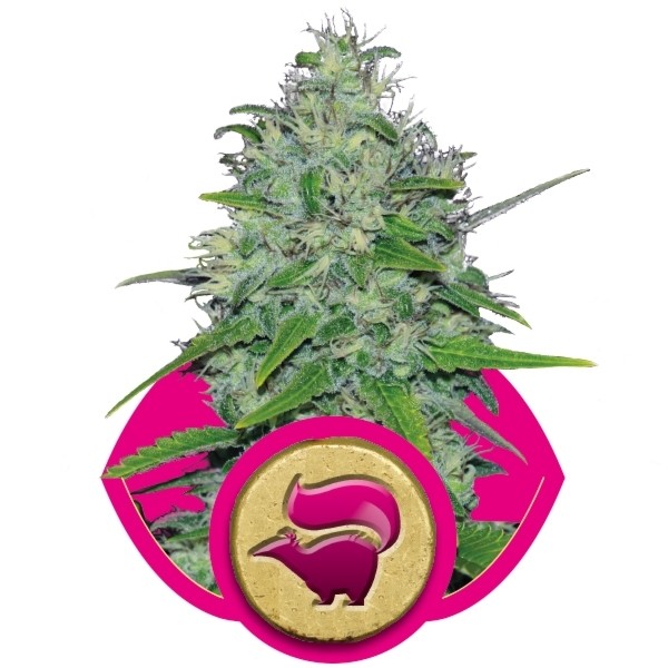 Skunk Feminized