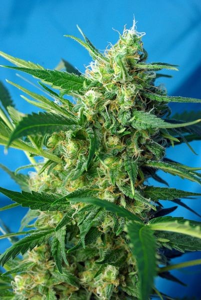 Diesel Autoflower