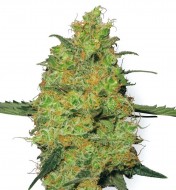 Master Kush Feminized