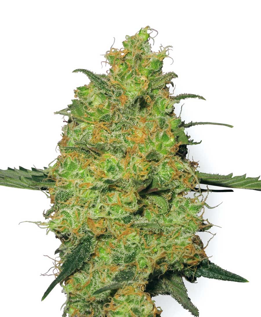 Master Kush Feminized