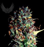 Jamaican Haze Autoflower