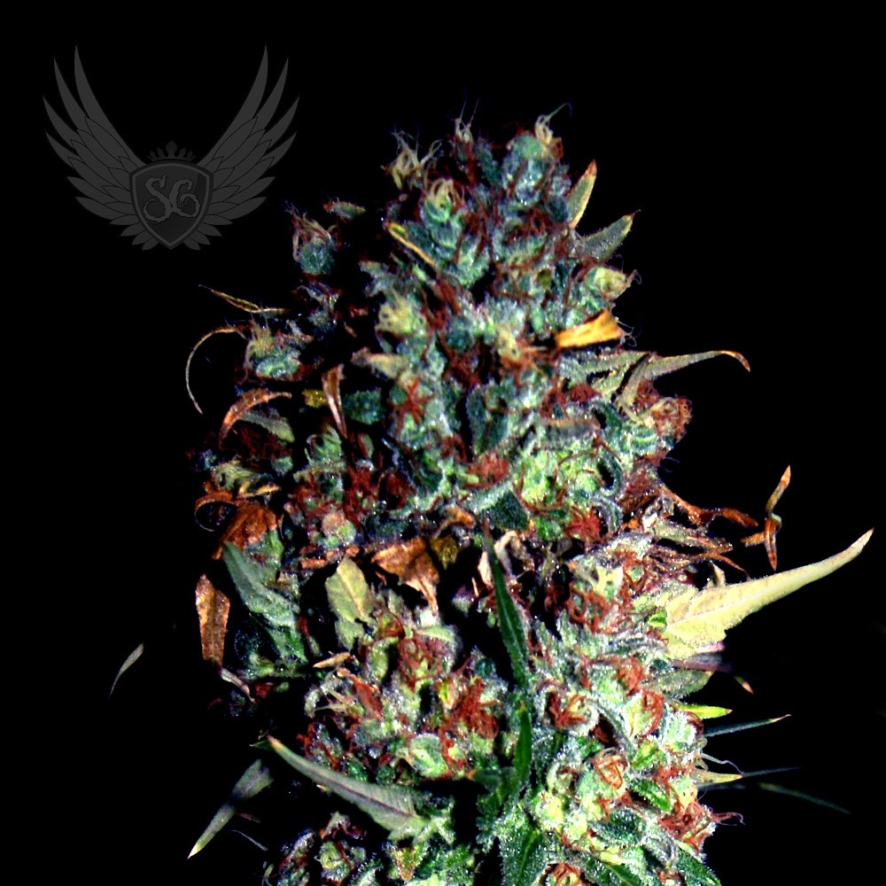 Jamaican Haze Autoflower
