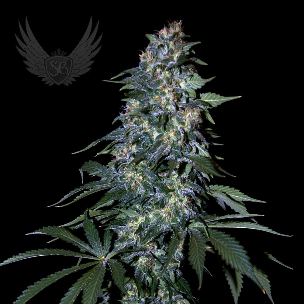 Northern Lights F1 Auto