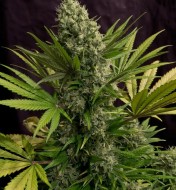 White Rhino Feminized