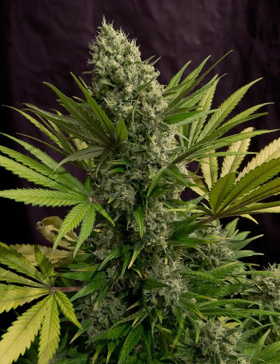 White Rhino Feminized