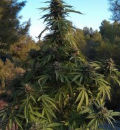 OG Kush Fast Version