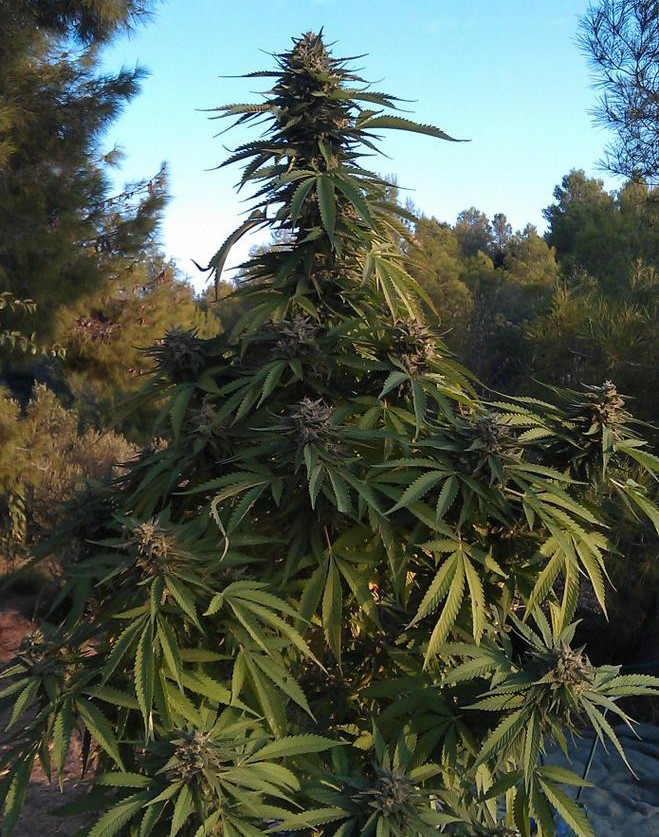 OG Kush Fast Version