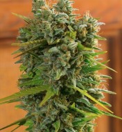 Trainwreck Autoflower