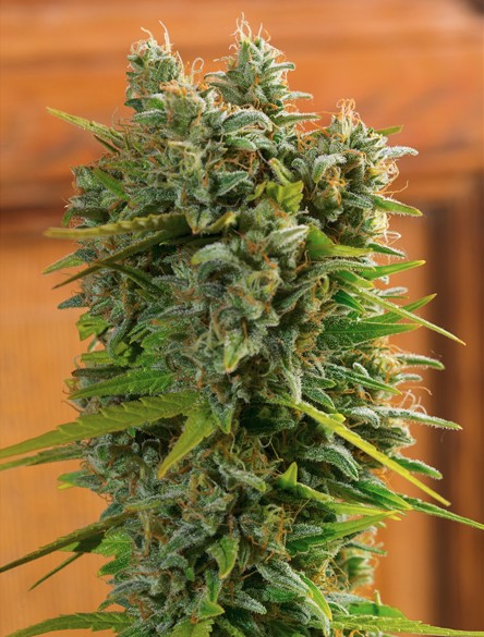 Trainwreck Autoflower