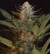 Black Jack Feminized