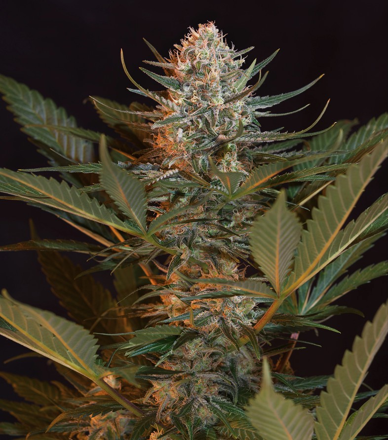 Black Jack Feminized