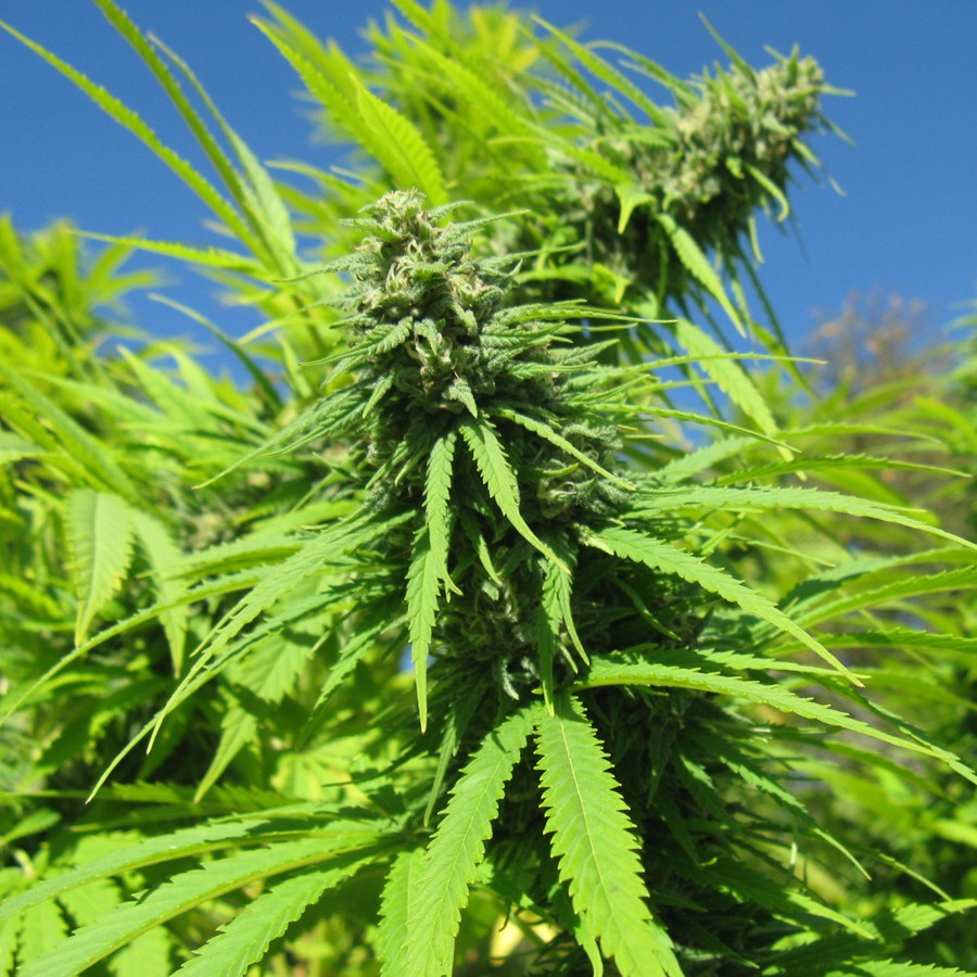 Super Skunk Feminized