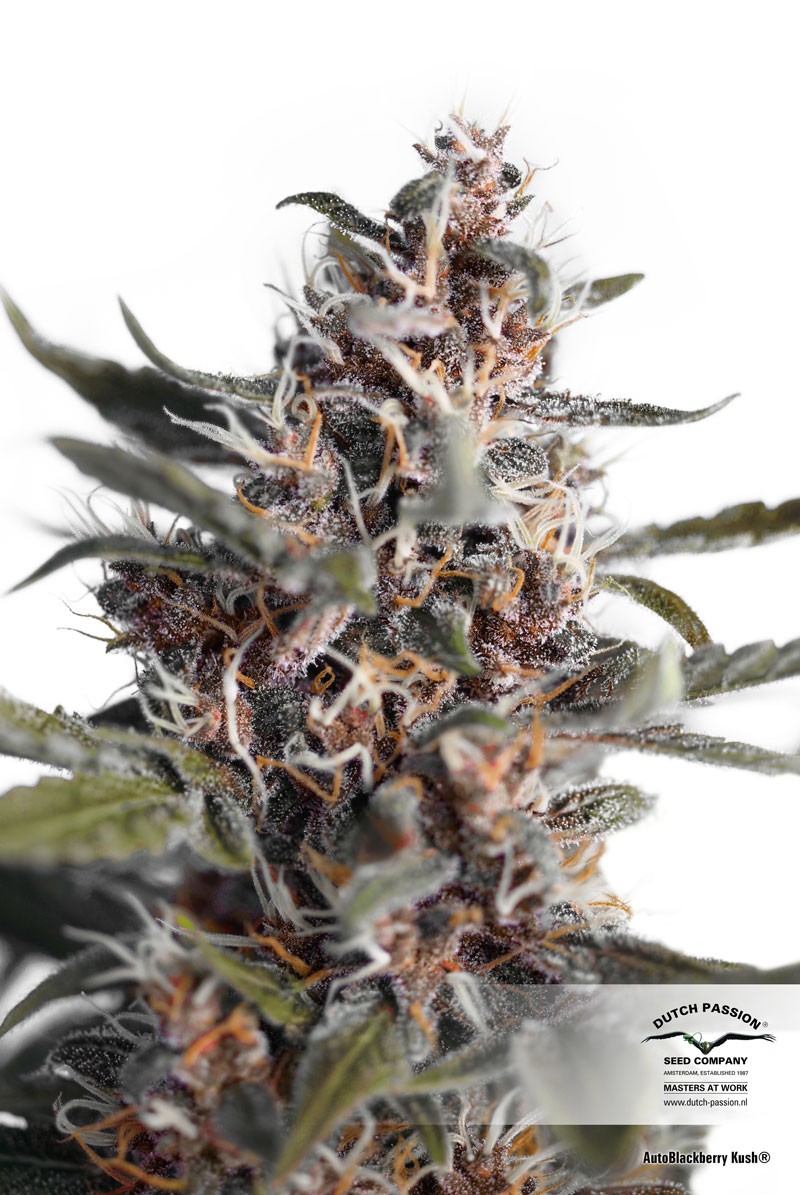 BlackBerry Autoflower
