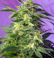 Khalifa Kush Feminized
