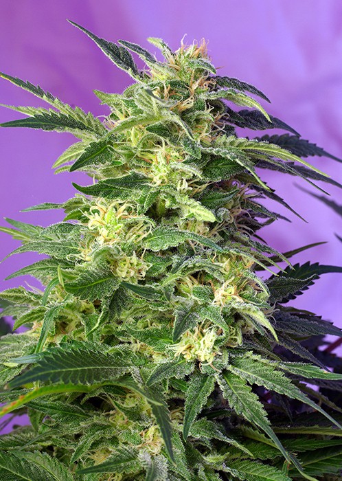 Khalifa Kush Feminized