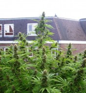 Early Skunk Fast Version