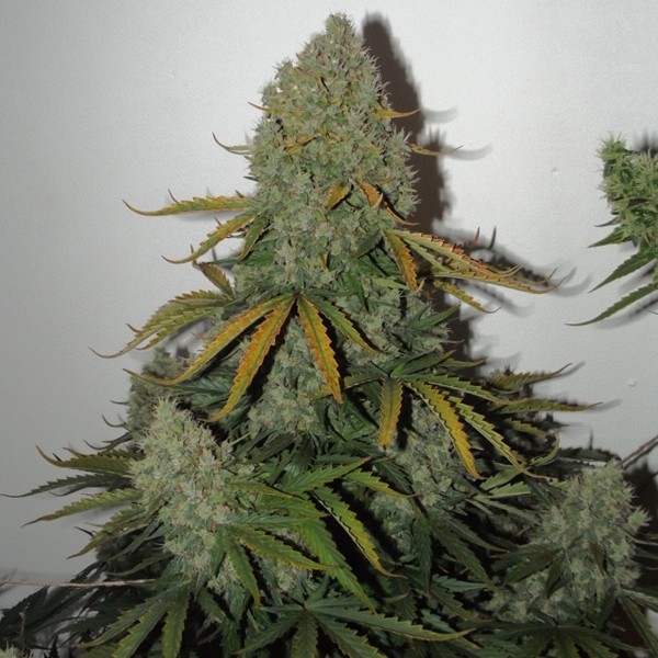 Critical + 2.0 Autoflower
