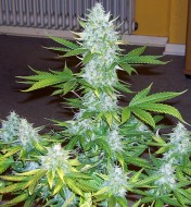 Moby Dick Autoflower