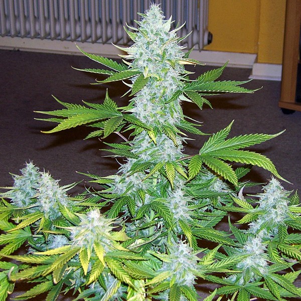 Moby Dick Autoflower