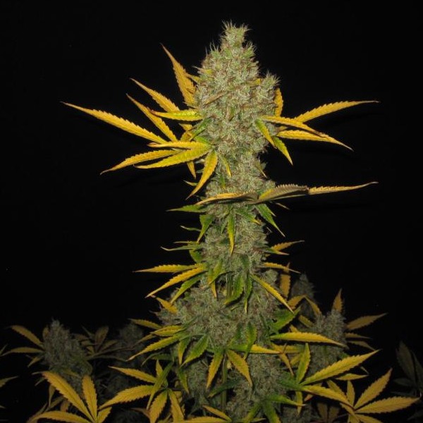 OG Kush Autoflower