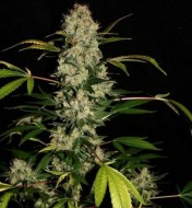 Critical + Feminized