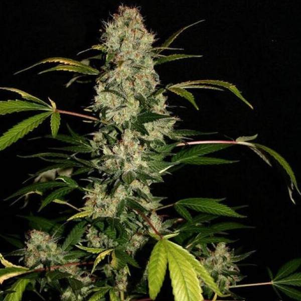 Critical + Feminized