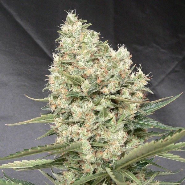 White Widow Fast Version