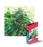 Sugar Black Rose Regular