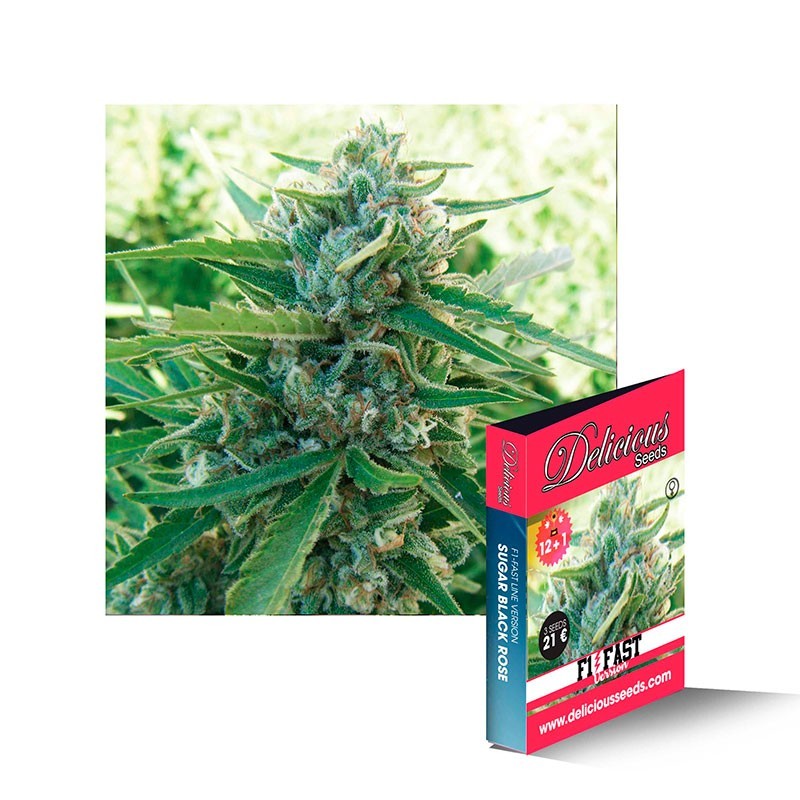 Sugar Black Rose Regular