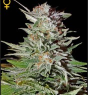 Super Lemon Haze Autoflower