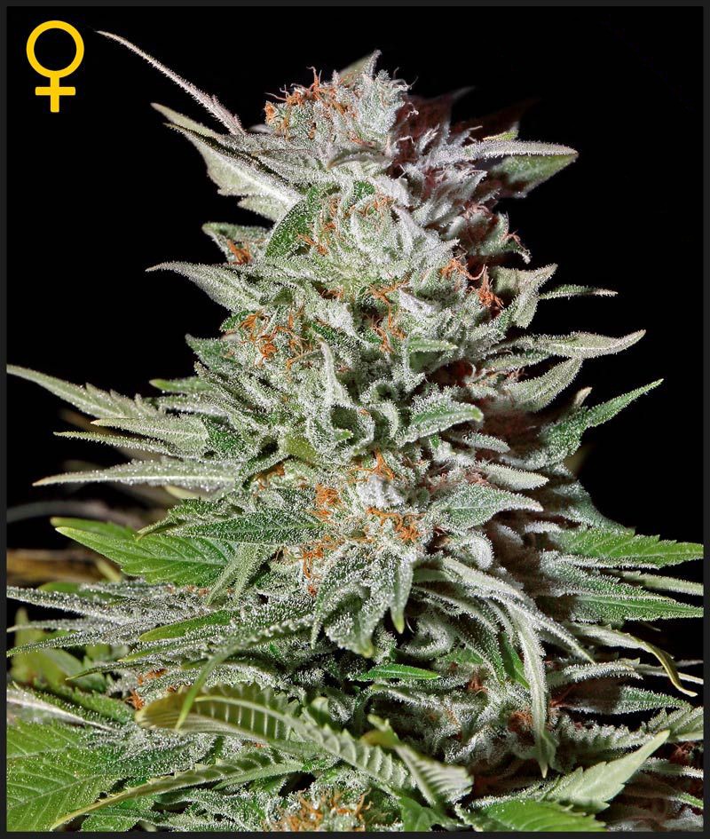 Super Lemon Haze Autoflower