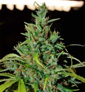 Neville Haze Autoflower