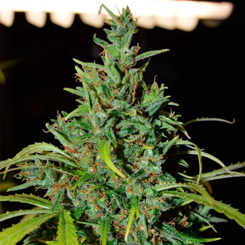 Neville Haze Autoflower