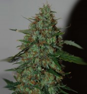 Thailand Sativa Autoflower