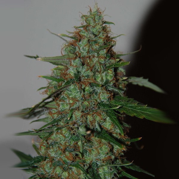 Thailand Sativa Autoflower