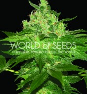 Afghan Kush Feminized