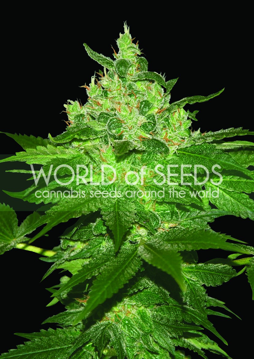 Afghan Kush Feminized