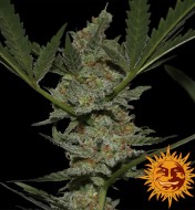 Acapulco Gold Feminized