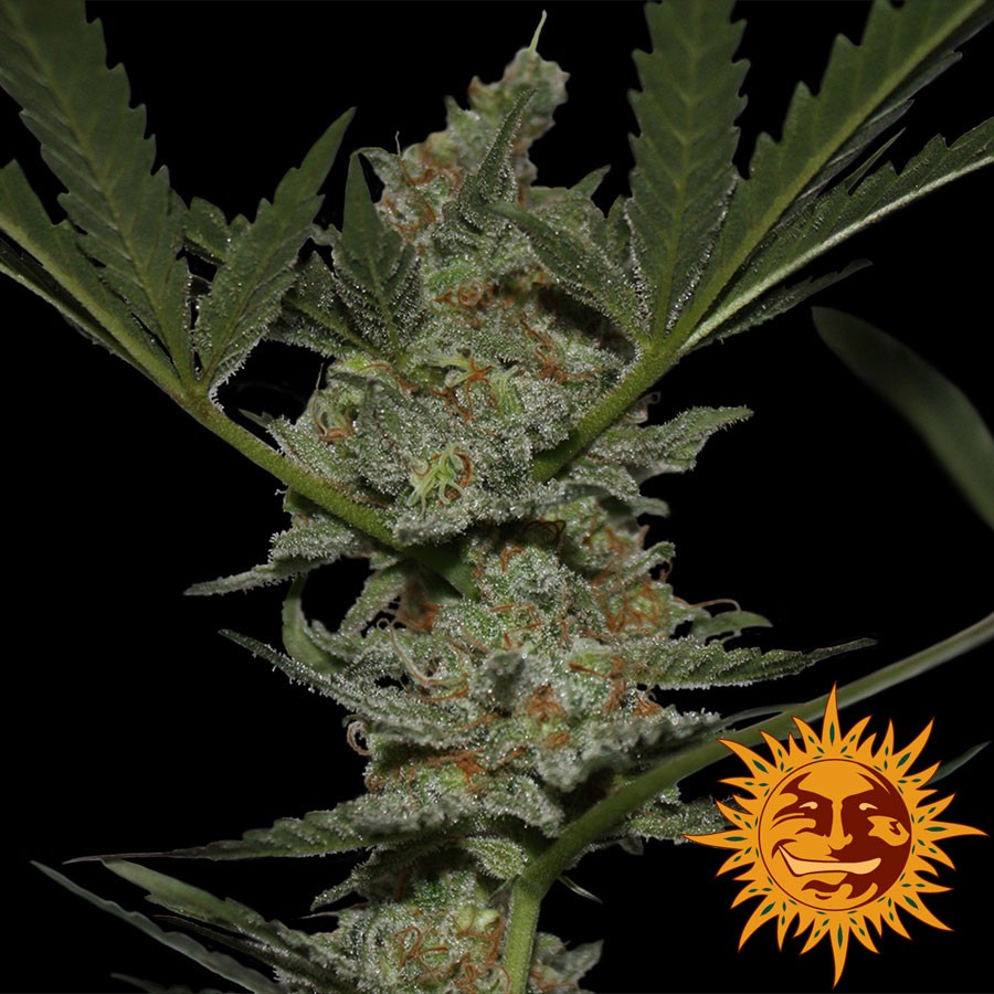 Acapulco Gold Feminized