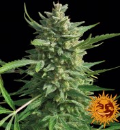 Critical Kush Feminized