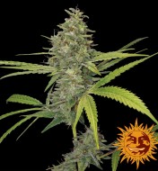 G13 Feminized