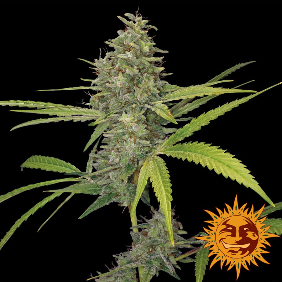 G13 Feminized