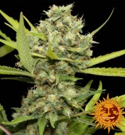 Pineapple Chunk Feminized