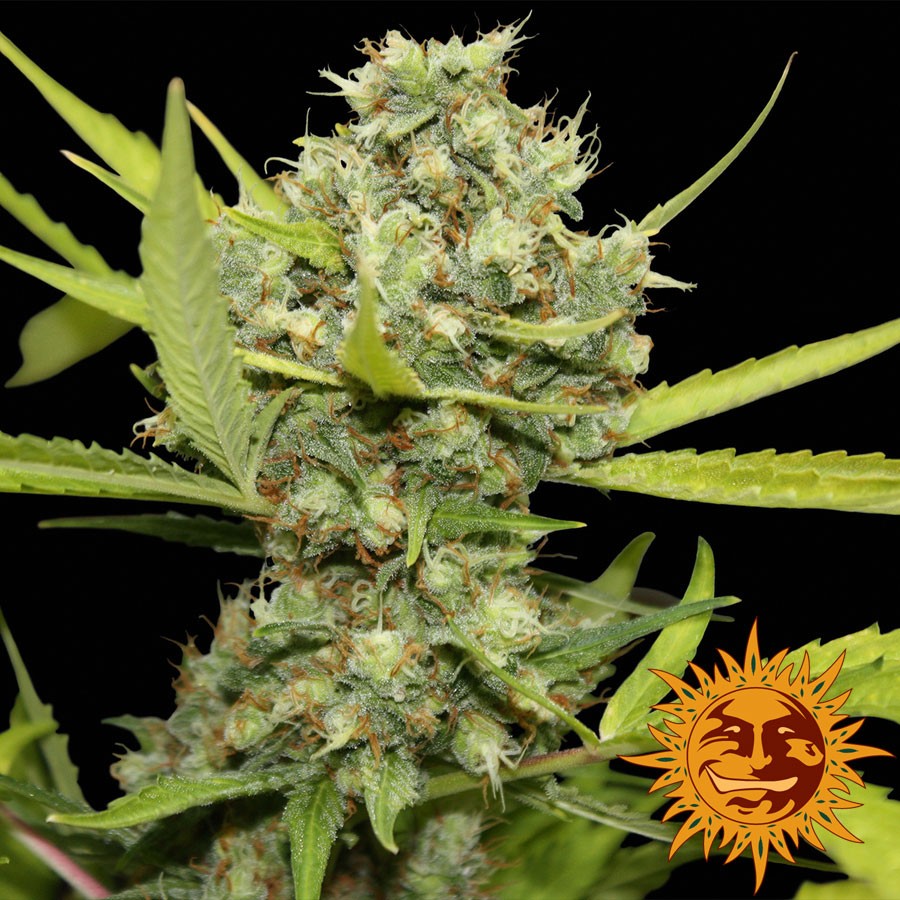 Pineapple Chunk Feminized