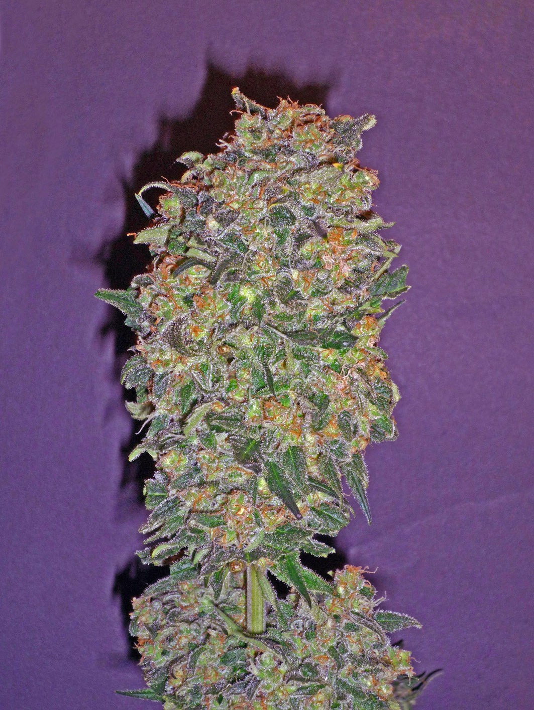 Chocolate Kush Feminized