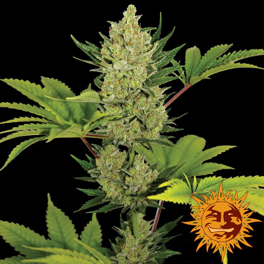 Blue Cheese Autoflower