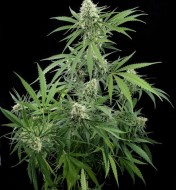 Critical F1 Feminized